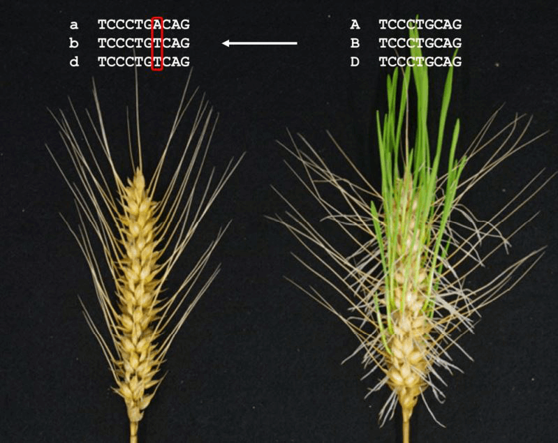 a,b,d基因组突变的植物(左)种子休眠时间延长,发芽延迟