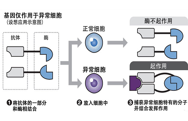 京都大学iPS研究所使治疗基因作用于特定细胞，降低基因治疗的副作用及成本