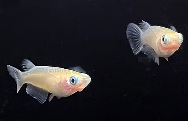东京大学：青鳉鱼被消除雄性激素后，会出现雄性之间的求偶行为