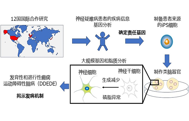 名古屋市立大学通过类脑器官明确小儿神经疑难病的病理机制