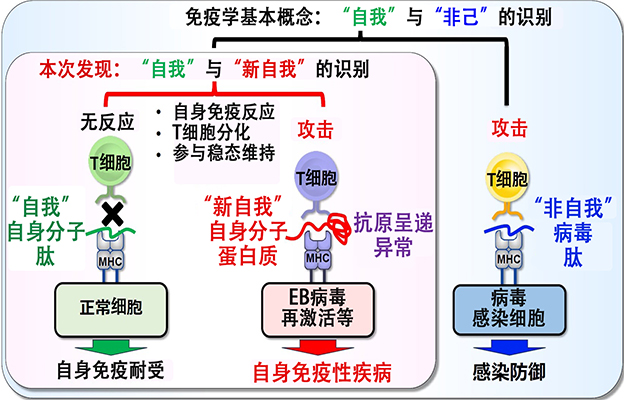 大阪大学成功解明系统性自身免疫性疾病发病机制：T细胞对“自我”与“新自我”的识别能力是致病原因