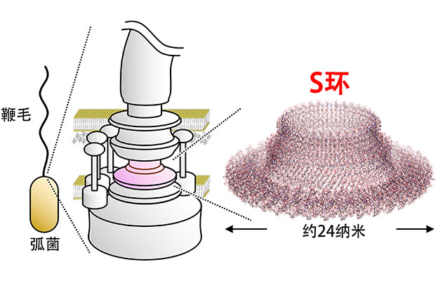 名古屋大学解明驱动细菌鞭毛的“旋转马达”结构，有望为控制细菌的运动性和致病性做出贡献