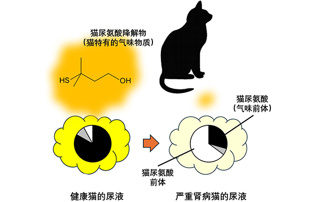 岩手大学发现猫尿气味变淡是肾病的信号