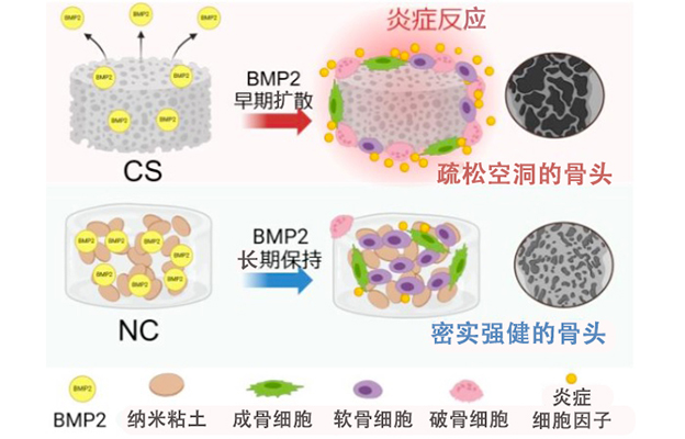 大阪大学利用纳米粘土凝胶与BMP2实现无副作用高质量骨再生，为新一代治疗方法开辟道路