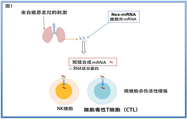 信州大学与岐阜大学通过小鼠实验证实,短链合成mRNA可作为癌症转移抑制剂的新候选药物