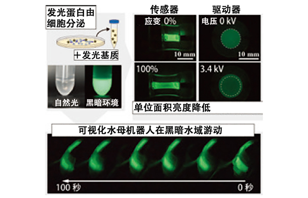黑暗环境中自主发光游动的水母型机器人，利用生物来源材料实现高能效与低环境负荷