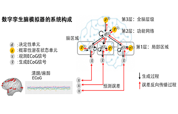 开发灵长类大脑功能的数字孪生，助力阐明精神与神经疾病的病理并实现个性化治疗