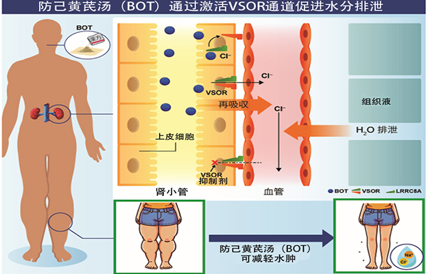 秋田大学明确“防己黄芪汤”改善水肿的机制，通过调节体内离子与水分实现平衡
