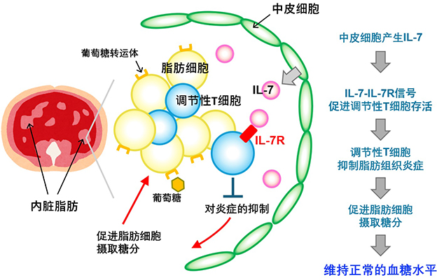 京大发现抑制2型糖尿病需要调节性T细胞的IL-7受体，为开发治疗药物开辟道路