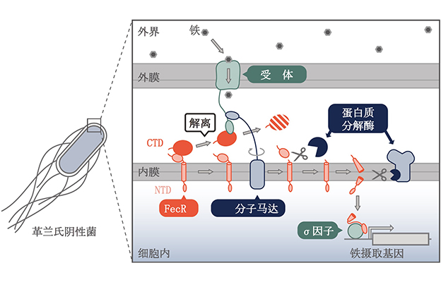 岐阜大学等阐明细菌“感知”环境中存在铁的机制