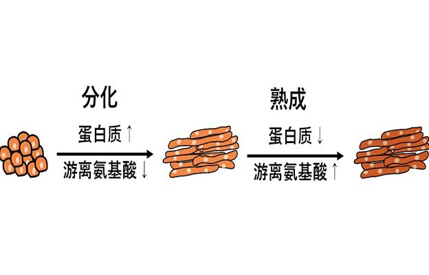 东京大学：蛋白质熟成增加游离氨基酸，调节肉的味道