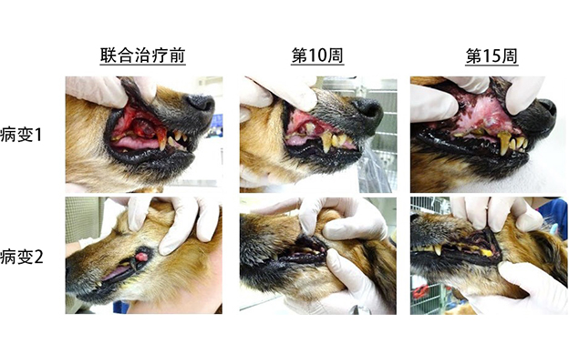 北海道大学证实抗CTLA-4抗体治疗对犬类癌症有效，期待免疫疗法的实用化