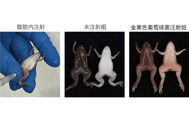 冈山大学制备出非洲爪蟾的细菌感染模型，证实投用抗菌药物可有效抑制感染死亡