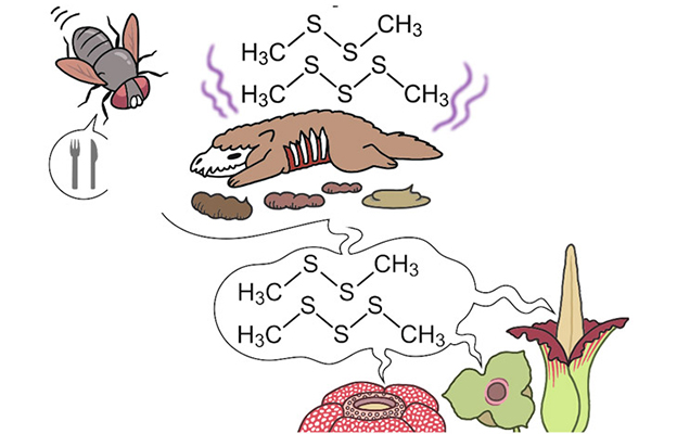 日本国立科学博物馆：酶在三属植物中独立进化成吸引虫类靠近的花臭味