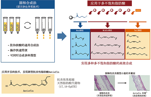 东京大学开发出Omega-3脂肪酸的快速精密合成法，发现新型抗炎性脂肪酸