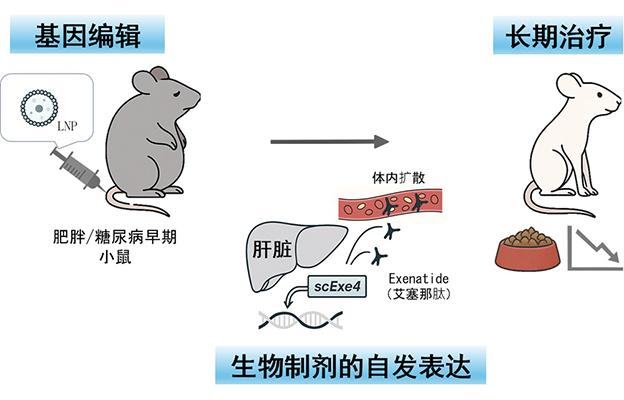 大阪大学构建肝脏内产生生物药物的“体内工厂”，糖尿病治疗中一次效果可持续6个月以上