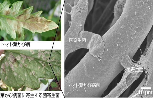 摄南大学等发现可吞噬番茄霉菌病原菌的真菌，有望作为生物农药实用化