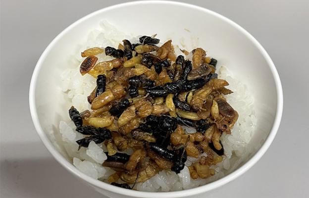 神户大学等通过DNA分析发现：食用胡蜂的食谱有324种，包含脊椎动物在内