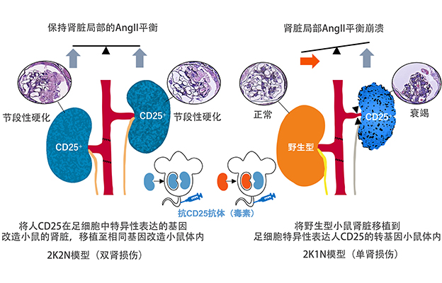 筑波大学等明确左右肾脏通过信息交换，相互调节功能平衡的机制