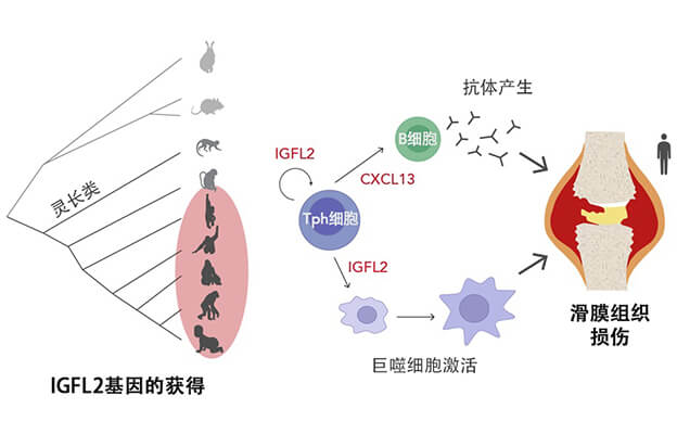京都大学鉴定出类风湿关节炎中灵长类特异性的新型细胞因子，或为类风湿关节炎治疗提供关键线索