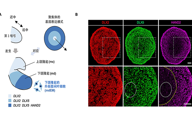 京都大学成功利用人类iPS细胞制作颌骨类器官，为罕见病治疗带来希望