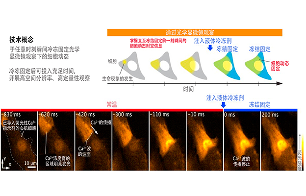大阪大学等开发出“时间决定型冷冻光学显微镜法”，可瞬间冷冻固定观察中的细胞