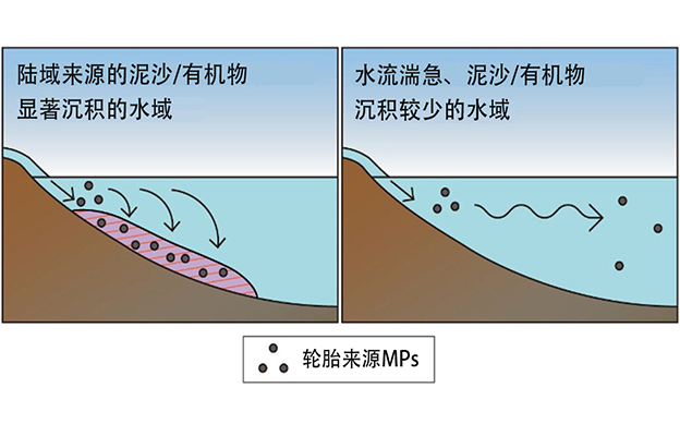 国环研、产综研、爱媛大学联合调查日本各地轮胎源微塑料的污染情况：经河流汇入海洋与湖泊