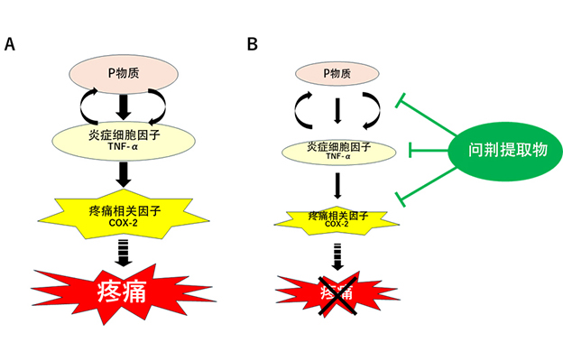 广岛大学发现问荆提取物的镇痛效果，有望推动新型口腔护理产品的开发