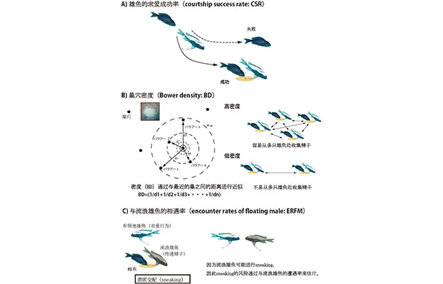 琉球大学等发现精子间竞争关系到寿命及基因表达，并通过非洲古代湖鱼证实