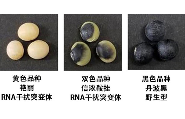 东京农工大明确鞍挂大豆双色花纹的形成机制，发现槲皮素介导的基因表达调控