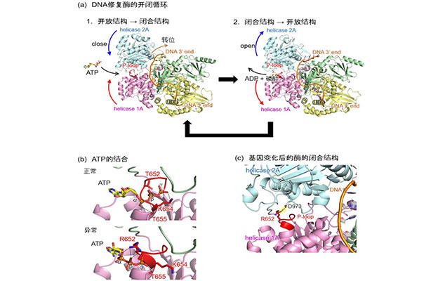 东京大学与顺天堂大学：利用全基因组分析与AI，查明疑难疾病病因