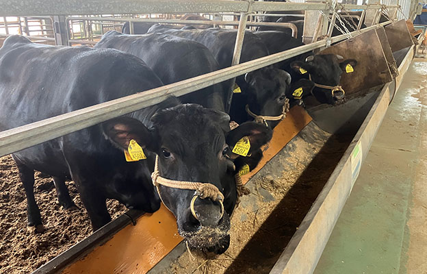 三重大学开发出支持黑毛和牛育肥的新技术，利用“科学×AI”从粪便预测消化效率