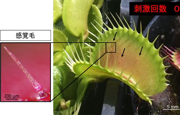 埼玉大学等揭示：捕蝇草感知昆虫的“触觉毛”，其根部蛋白质充当触觉传感器