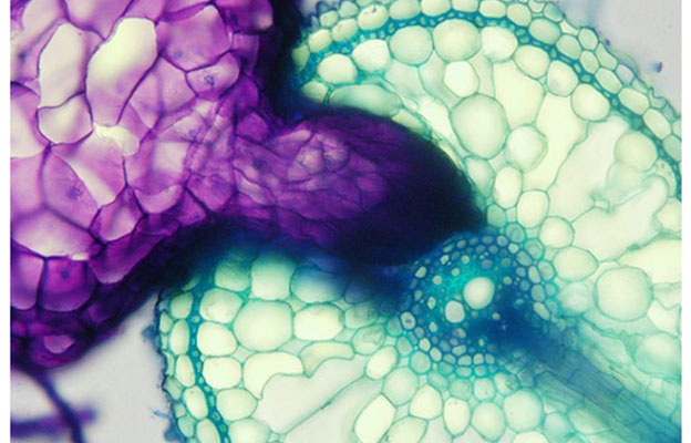 奈良先端科学技术大学院大学等阐明寄生植物不寄生“同伴”的机制，或有助于减轻农业损失