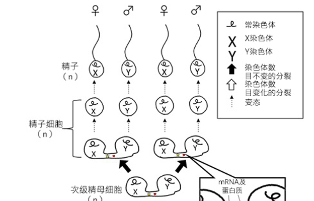 广岛大学牛性别分选技术推广项目获盖茨基金会2.6亿日元资助