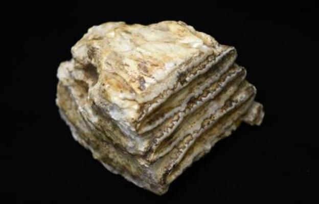 日本团队宣布成功解析“诺氏古菱齿象”DNA