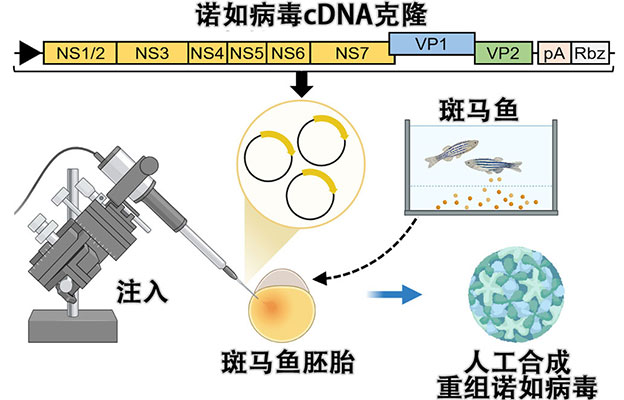 阪大微生物病研究所利用鱼卵人工合成诺如病毒，将cDNA克隆直接注入鱼卵实现增殖