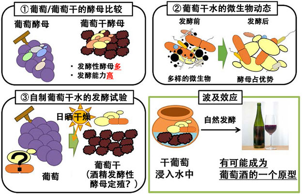 京都大学发掘葡萄酒起源，葡萄干水可通过自然发酵变成葡萄酒