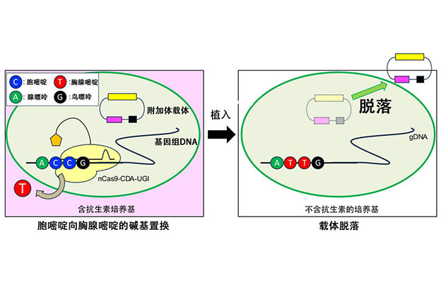 广岛大学研发出新型DNA载体，不残留外源基因，实现安全的基因组编辑