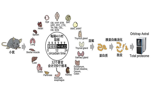 东京都医学综合研究所：绘制出32个器官的“小鼠生物钟蛋白质组图谱”，奠定解析蛋白质功能的基础