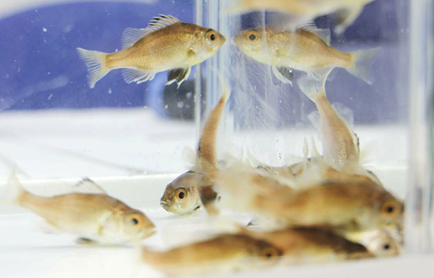 日本近畿大学实现高级食材“喉黑鱼”完全养殖