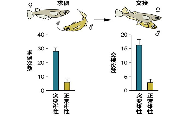 东京大学：雄性特有行为需要大脑产生的雌性激素