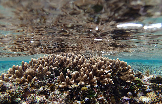 珊瑚礁守护的不只是美丽，预测还有“天然防波堤”效果