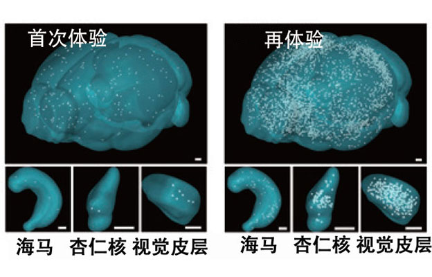 理研发现记忆巩固新机制，填充脑内间隙的星形胶质细胞充当关键“开关”