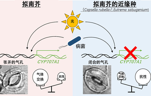 京都大学揭示病菌使气孔打开并侵入的过程，为利用基因组编辑培育抗菌作物开辟道路