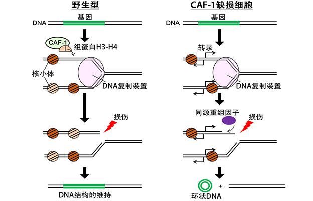 遗传研等利用出芽酵母阐明环状DNA的生成机制，助力理解癌细胞的异常形成