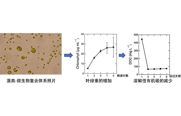 静冈大学将水产加工废水转化为资源，无需处理可直接作为藻类微生物的培养基