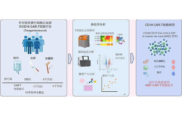 京都大学团队发现CAR-T细胞疗法生物标志物，有望提升急性淋巴细胞白血病治愈率