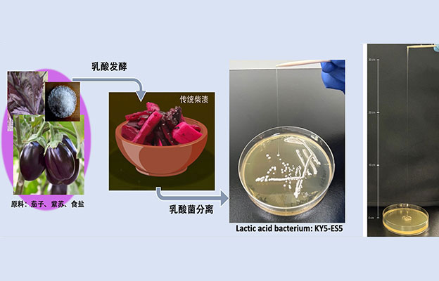 东京科学大学从“柴渍”腌菜中发现新型乳酸菌，独特结构形成高粘性