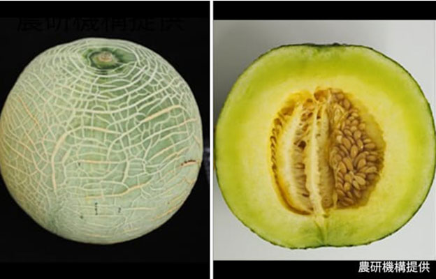 日本农研机构等利用基因编辑技术开发出可调整“最佳食用期”的网纹甜瓜